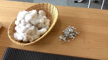 綿と種.jpg